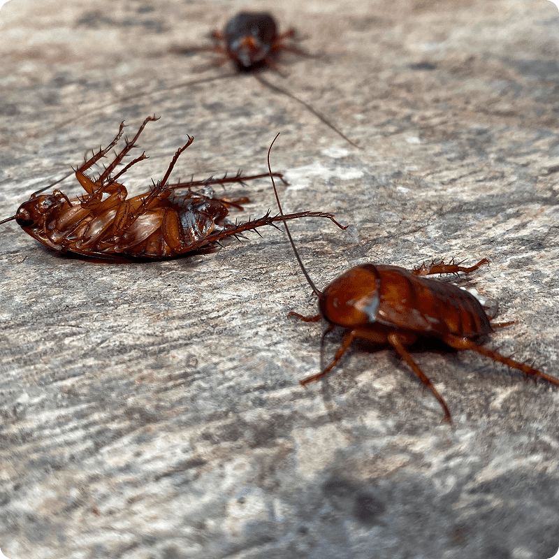 Three cockroaches on the ground