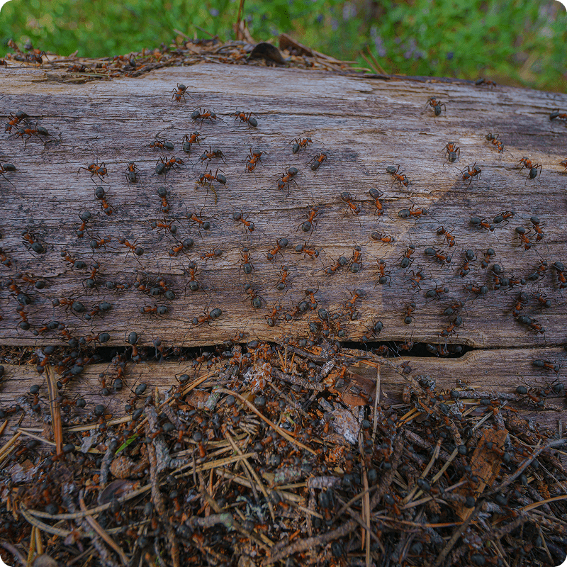 Colony of ants on decomposing wood