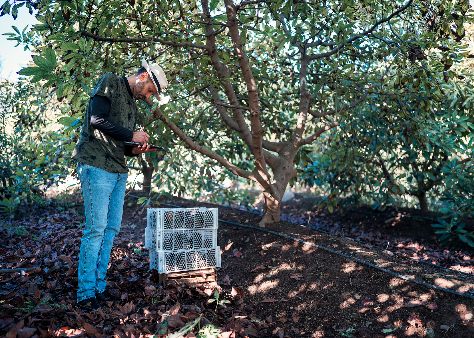Man photographing small plants in a tree-shaded garden area.