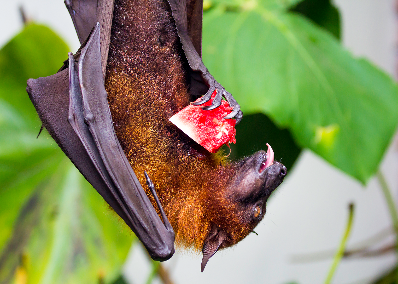 A bat hanging upside down, eating a red fruit.
