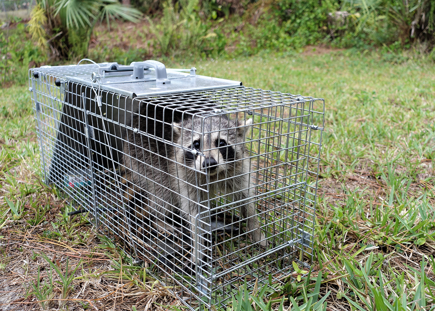 A raccoon captured in a metal cage trap outdoors.