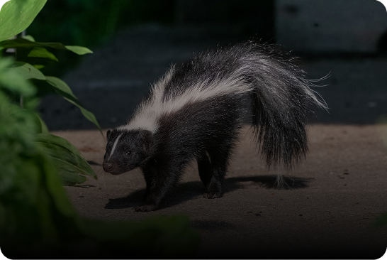 A skunk cautiously sniffing the ground near greenery.