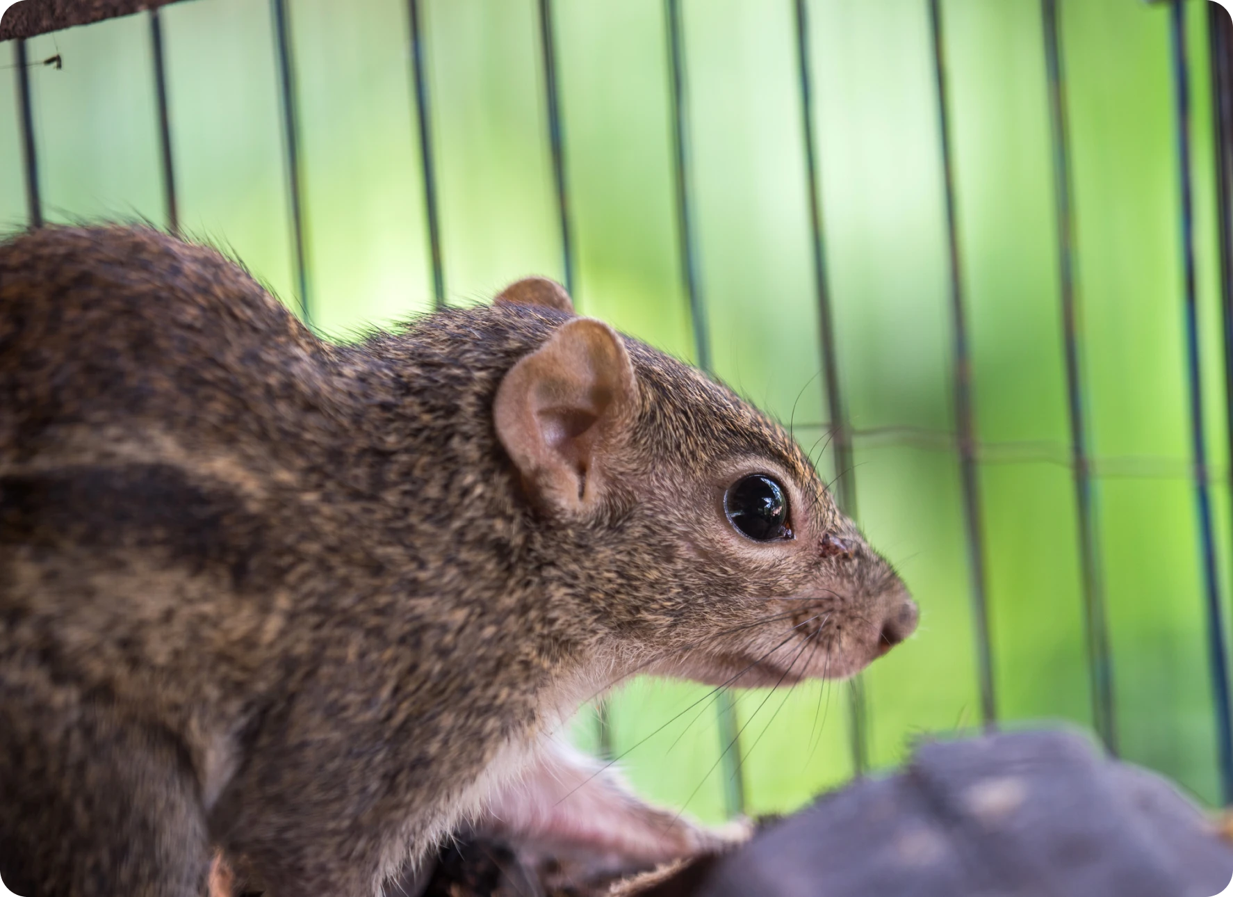 Close-up of a squirrel in a cage